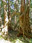 Melaleuca, Moreton Bay Fig trees & vines