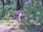 Joy working on the koala trees plantings