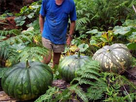 Latest crop of pumpkins